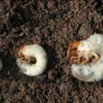White grubs: from left to right, the larvae of the Japanese beetle, the European chafer, and the June beetle. Photo courtesy of David Cappaert, Bugwood.org.