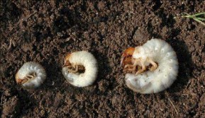 White grubs: from left to right, the larvae of the Japanese beetle, the European chafer, and the June beetle. Photo courtesy of David Cappaert, Bugwood.org.