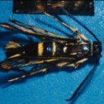 picture of dogwood borer