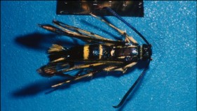 picture of dogwood borer