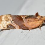 Figure 1. Redbanded leafroller adult