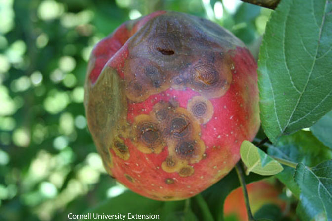 Wisconsin 2023 Apple Field Day Recap: Bitter Rot – Wisconsin Fruit