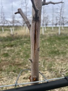 Bark cracking symptom on young apple trees due to southwest injury.